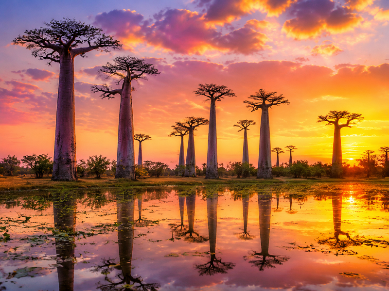 Đại lộ cây bao báp Madagascar có gì đặc biệt và nổi tiếng?