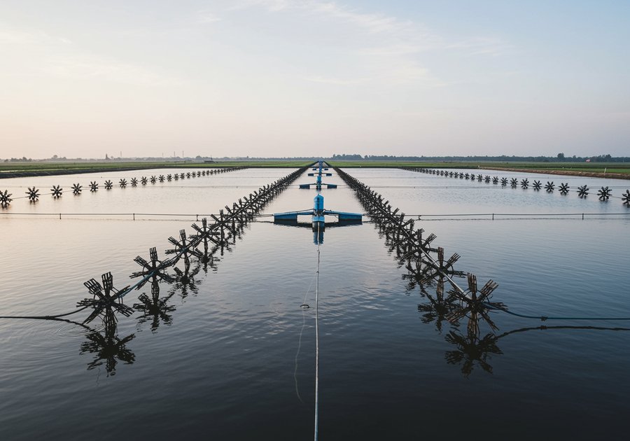 Mật độ nuôi tôm thẻ chân trắng bao nhiêu là hợp lý?