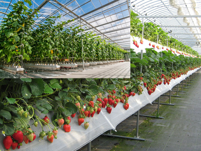 Các mô hình nông nghiệp công nghệ cao ở Việt Nam hiện nay