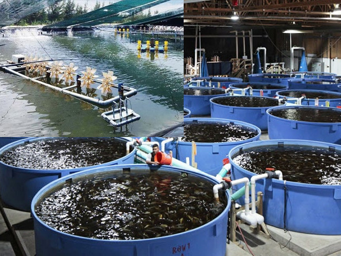 Các mô hình nông nghiệp công nghệ cao ở Việt Nam hiện nay