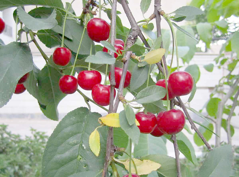 Trái cherry có chất gì và hàm lượng dinh dưỡng trong 100g