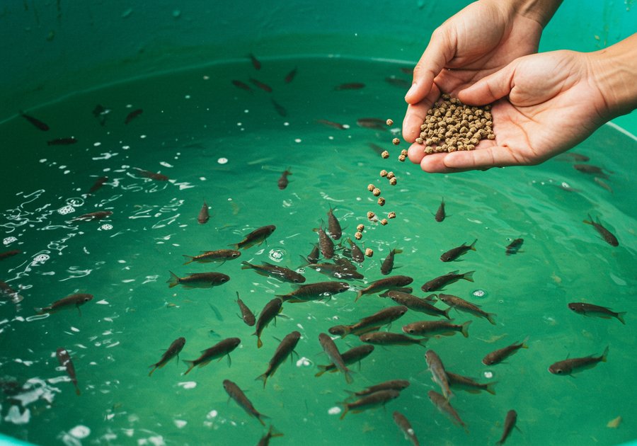 Trứng cá sặc bổi nở sau bao lâu? Hướng dẫn ấp đúng cách