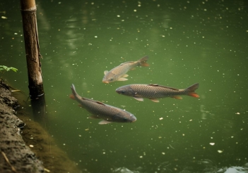Cá chép mùa đông ăn gì để giữ tốc độ tăng trưởng ổn định? - Kinh tế Phát triển
