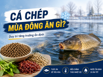 Cá chép mùa đông ăn gì?