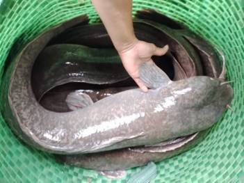 Cá trê phi nuôi bao lâu thì đạt trọng lượng xuất bán? - Kinh tế Phát triển