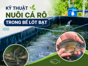 Kỹ thuật nuôi cá rô trong bể lót bạt