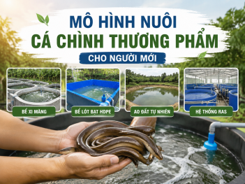 Mô hình nuôi cá chình thương phẩm cho người mới
