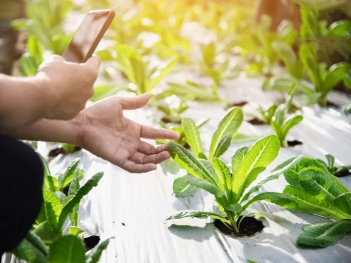 Phân tích ưu nhược điểm của nông nghiệp công nghệ cao thực tế