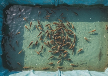 Kỹ thuật nuôi cá rô trong bể lót bạt dễ áp dụng - Kinh tế Phát triển